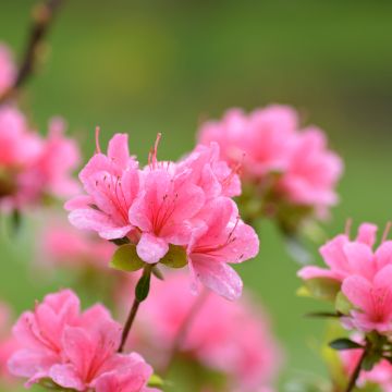 Japanese Azalea Sylvester