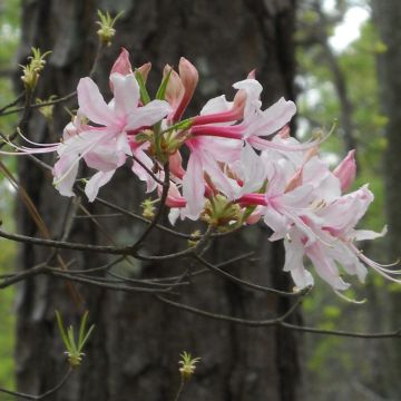 Rhododendron canescens - Mountain Azalea