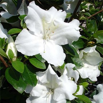 Rhododendron (Azalea) japonica Dorothy Heiden