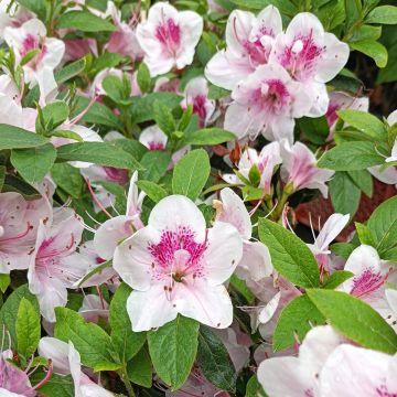 Azalea japonica Ho Oden