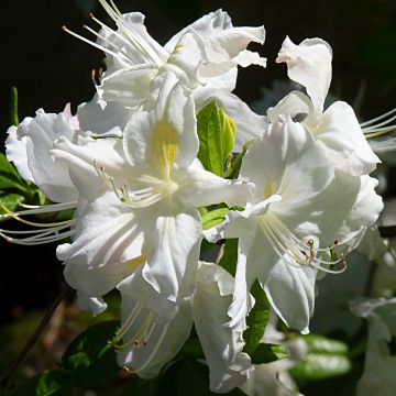 Chinese Azalea Oxydol