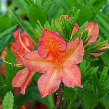 Azalea mollis Peter Koster