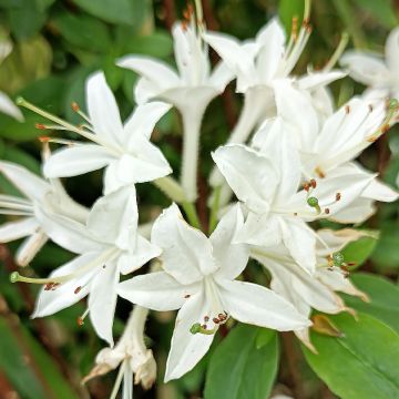 Azalea mollis Viscosa