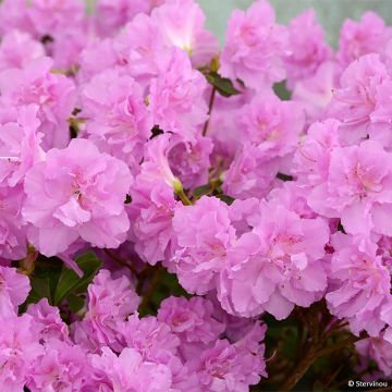 Azalea japonica Elsie Lee