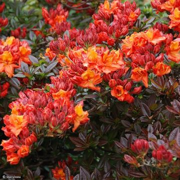 Azalea Knaphill Mary Poppins