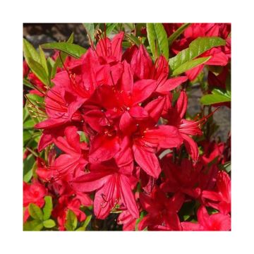 Chinese Azalea Karminduft