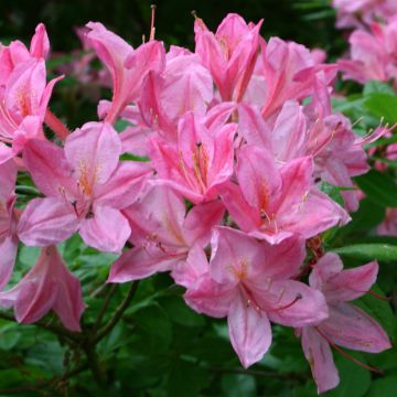 Chinese Azalea Rosata