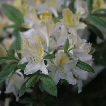 Azalea mollis Daviesii