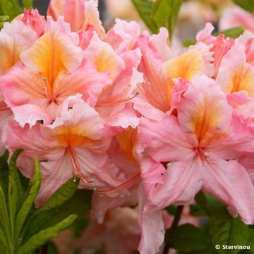 Azalea mollis Demoiselles de Boutiguery Callista