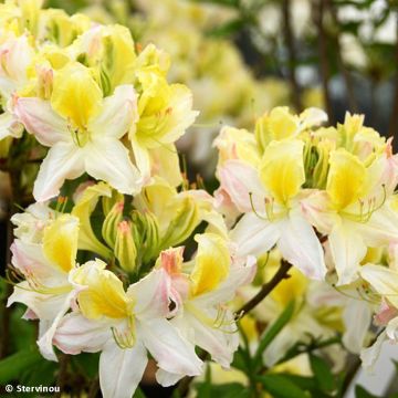 Azalea mollis Demoiselles de Boutiguery Kassia