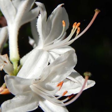 Chinese Azalea Fragrant Star