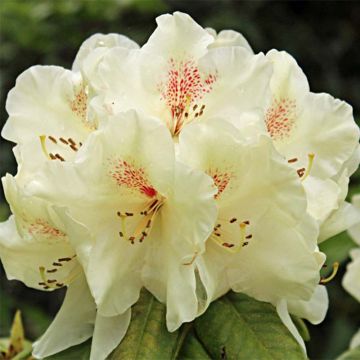 Rhododendron (Azalea) (x) molle Harvest Moon 