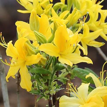 Rhododendron austrinum