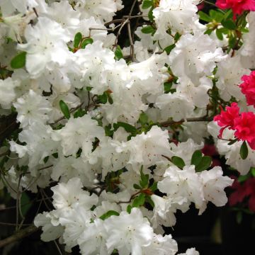 Azalea japonica Adonis