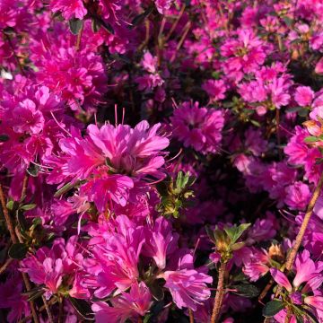 Rhododendron kaempferi Amoena - Japanese Azalea