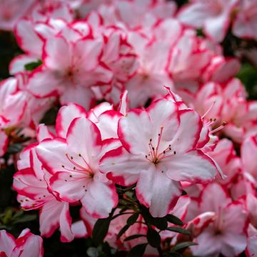Rhododendron simsii Sachsenstern - Knaphill Azalea