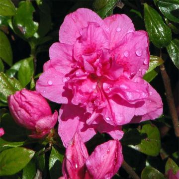 Azalea japonica Vuyks Scarlet