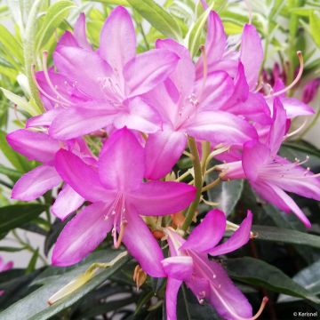 Rhododendron x gowenianum - Gowen's Azalea