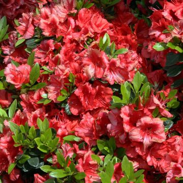 Azalea japonica Girards scarlet