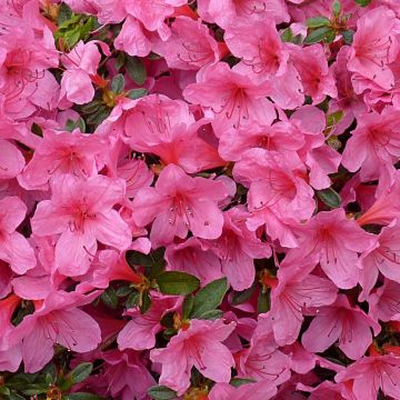 Azalea japonica Mme Van Hecke