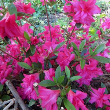 Rhododendron (Azalea) japonica Rosa King