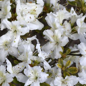 Japanese azalea Schneeglanz