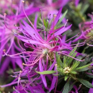 Azalea japonica Star Style Violet