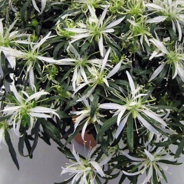 Azalea japonica Star Style White