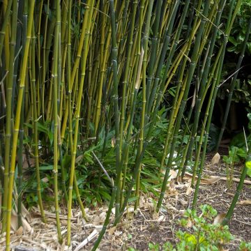 Phyllostachys bissetii - Bamboo