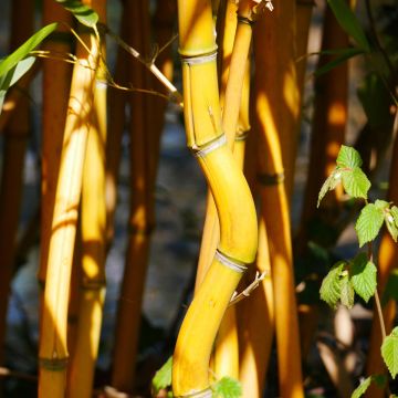 Yellow Bamboo - Phyllostachys aureosulcata Aureocaulis