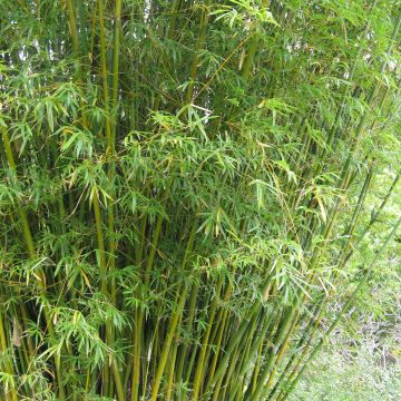 Bambusa glaucescens - Hedge Bamboo