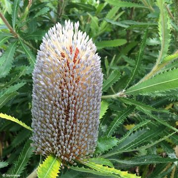 Banksia serrata