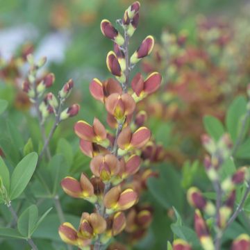 Baptisia Cherries Jubilee - False Indigo