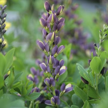 Baptisia australis Indigo Spires - False Indigo