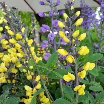 Baptisia Decadence Series Lemon Meringue - False Indigo