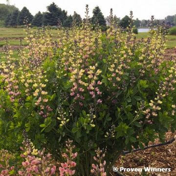 Baptisia Decadence Series Pink Lemonade - False Indigo