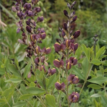 Baptisia Twilight Prairie Blues - False Indigo