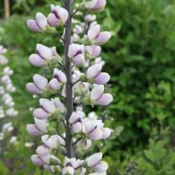 Baptisia albescens ex Pink Form - Lupin indigo