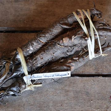 Burdock Takinogawa Long or Gobo - Ferme de Ste Marthe untreated seeds