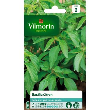 Lemon Basil - Vilmorin Seeds