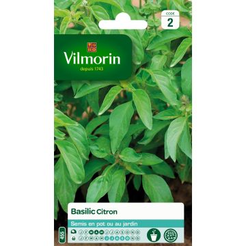 Basilic Citron - Vilmorin