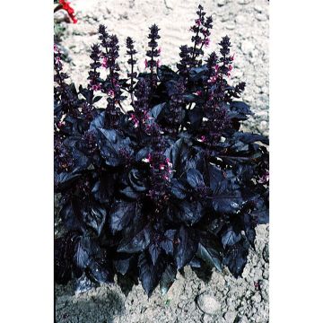 Basil Dark Opal - Ocimum basilicum Purpurascens