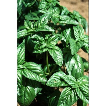 Sweet Basil - Large Leaf Italian Basil