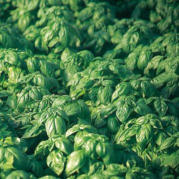 Sweet Basil Organic - Large leaf Italian Basil