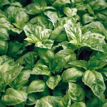 Compact Large Green Basil - Ocimum basilicum