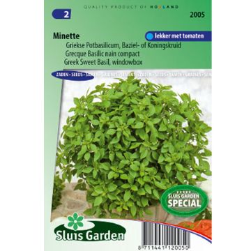 Basil Minette - Greek Basil