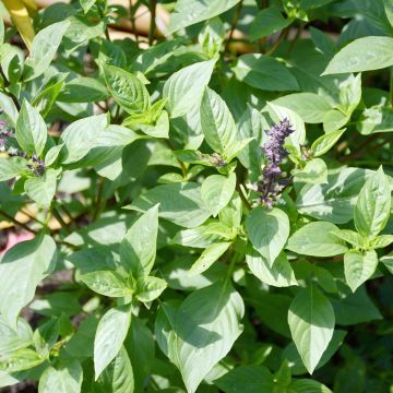 Ocimum basilicum Spice Boys Queen of Sheba