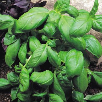 Sweet Green Basil