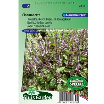 Cinnamon Basil Cinamonette - Ocimum basilicum