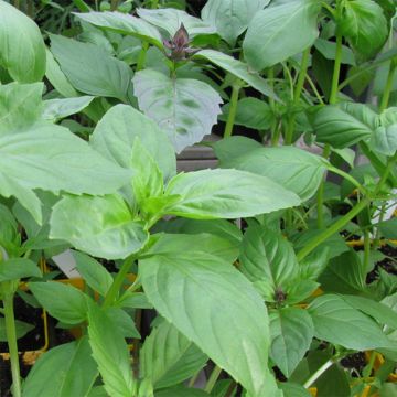 Lemon Basil - Ocimum basilicum citriodorum